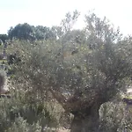 Du Soleil סן-מקסים