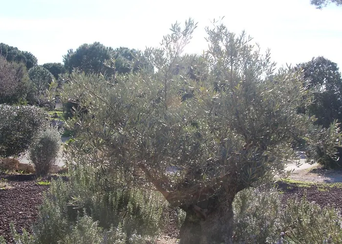 Du Soleil Sainte-Maxime